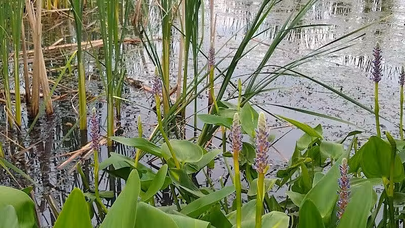 New Albany Schools Woodlands Wetlands - New Albany, OH