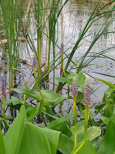 New Albany Schools Woodlands Wetlands - New Albany, OH