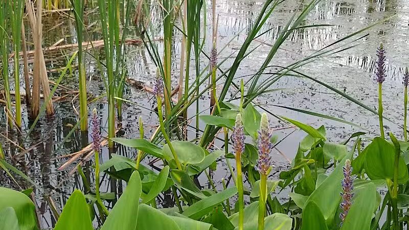 New Albany Schools Woodlands Wetlands - New Albany, OH