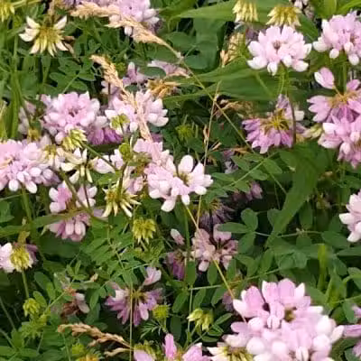 New Albany Schools Woodlands Wetlands - New Albany, OH