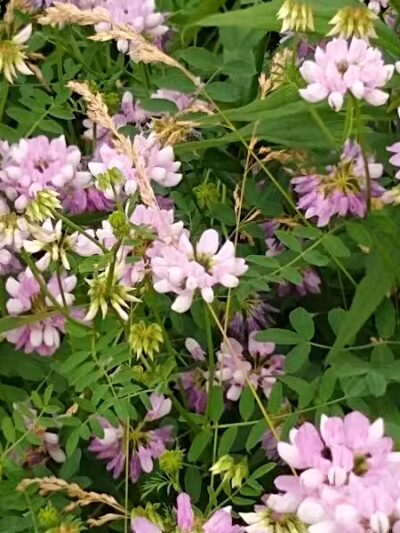 New Albany Schools Woodlands Wetlands - New Albany, OH