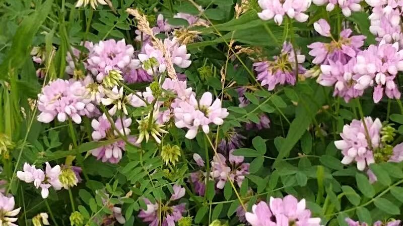 New Albany Schools Woodlands Wetlands - New Albany, OH
