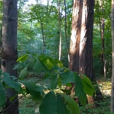 New Albany Schools Woodlands Wetlands - New Albany, OH