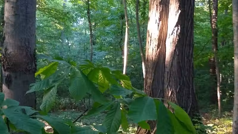 New Albany Schools Woodlands Wetlands - New Albany, OH