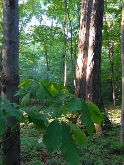 New Albany Schools Woodlands Wetlands - New Albany, OH