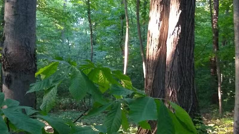 New Albany Schools Woodlands Wetlands - New Albany, OH