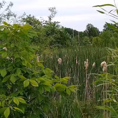 New Albany Schools Woodlands Wetlands - New Albany, OH
