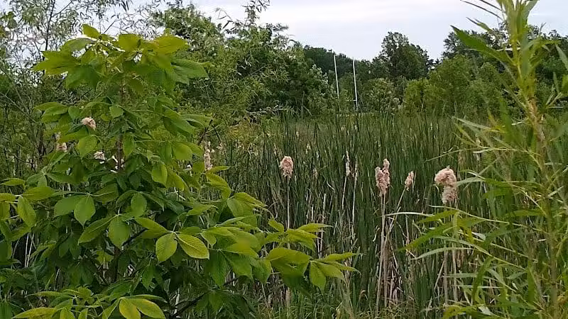 New Albany Schools Woodlands Wetlands - New Albany, OH
