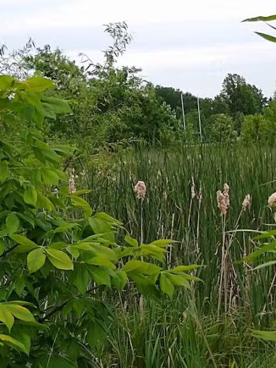 New Albany Schools Woodlands Wetlands - New Albany, OH