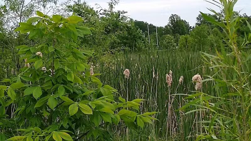 New Albany Schools Woodlands Wetlands - New Albany, OH