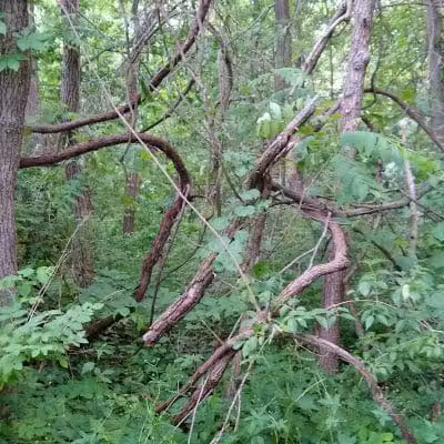 New Albany Schools Woodlands Wetlands - New Albany, OH