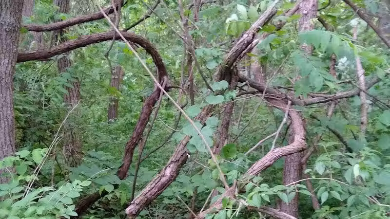 New Albany Schools Woodlands Wetlands - New Albany, OH