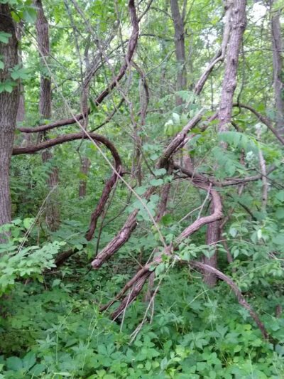 New Albany Schools Woodlands Wetlands - New Albany, OH