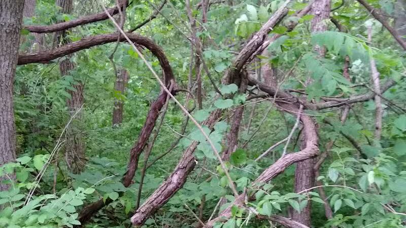 New Albany Schools Woodlands Wetlands - New Albany, OH