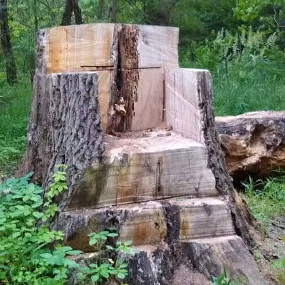 New Albany Schools Woodlands Wetlands - New Albany, OH