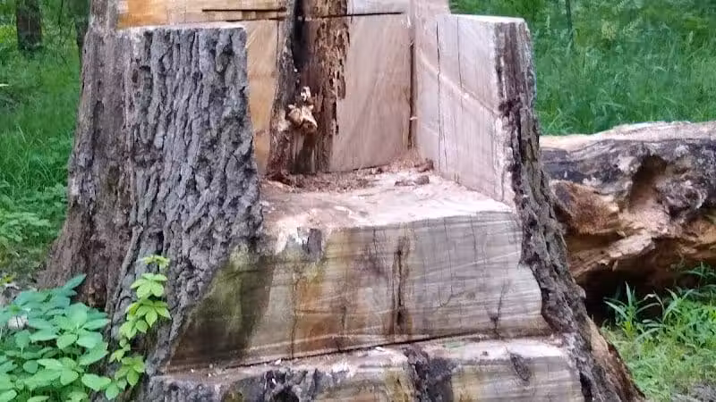 New Albany Schools Woodlands Wetlands - New Albany, OH