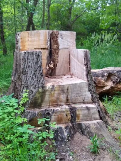 New Albany Schools Woodlands Wetlands - New Albany, OH