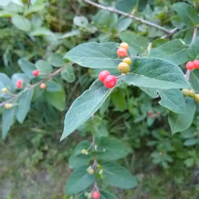 New Albany Schools Woodlands Wetlands - New Albany, OH