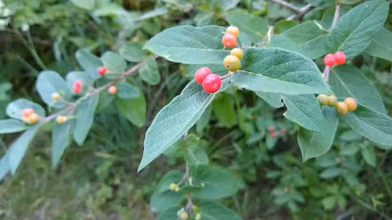 New Albany Schools Woodlands Wetlands - New Albany, OH