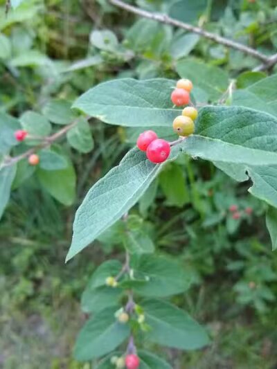 New Albany Schools Woodlands Wetlands - New Albany, OH