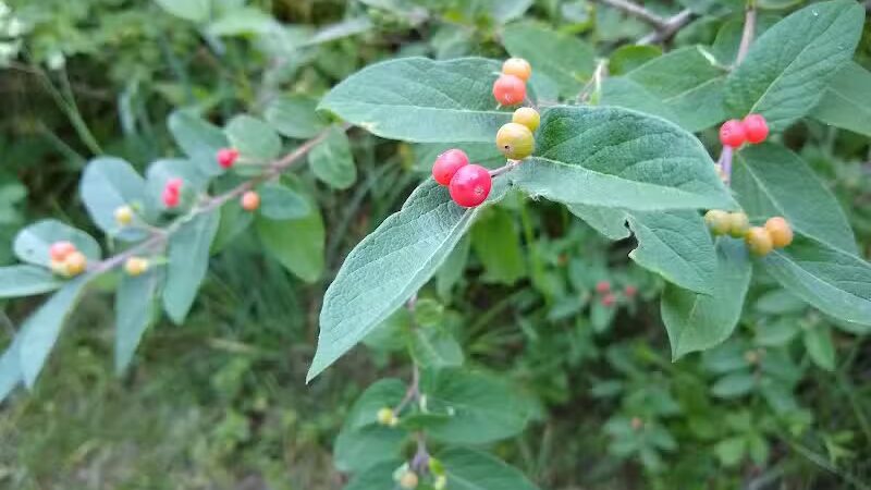 New Albany Schools Woodlands Wetlands - New Albany, OH