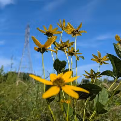 Taylor Farm Park - New Albany, OH