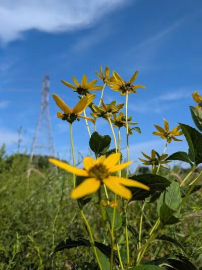 Taylor Farm Park - New Albany, OH