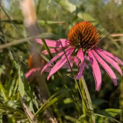 Taylor Farm Park - New Albany, OH