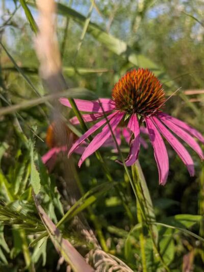 Taylor Farm Park - New Albany, OH