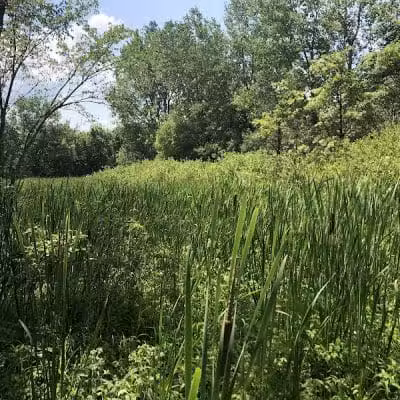 Wexner Community Park - New Albany, OH
