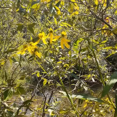 William Resch Park - New Albany, OH