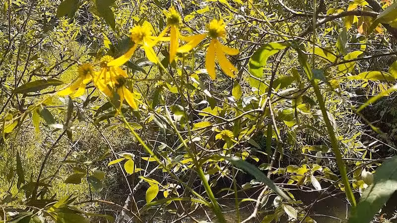 William Resch Park - New Albany, OH