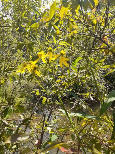 William Resch Park - New Albany, OH