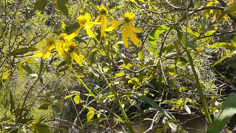 William Resch Park - New Albany, OH
