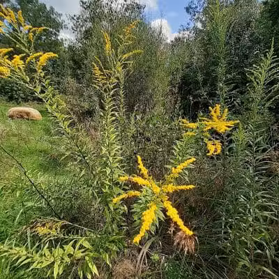 William Resch Park - New Albany, OH