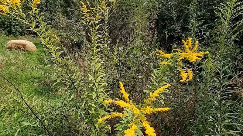 William Resch Park - New Albany, OH