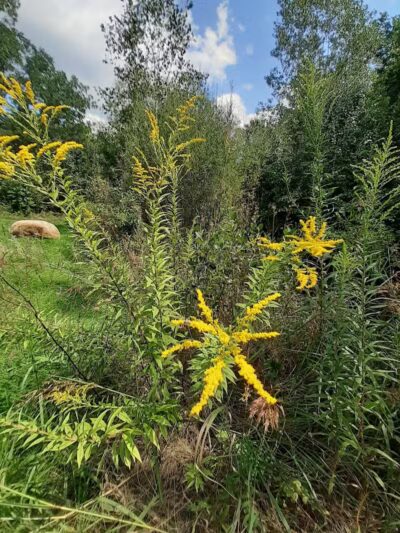 William Resch Park - New Albany, OH
