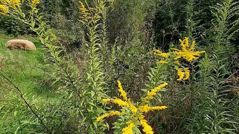 William Resch Park - New Albany, OH
