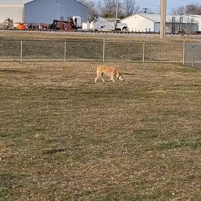 New Bremen Dog Park - New Bremen, OH