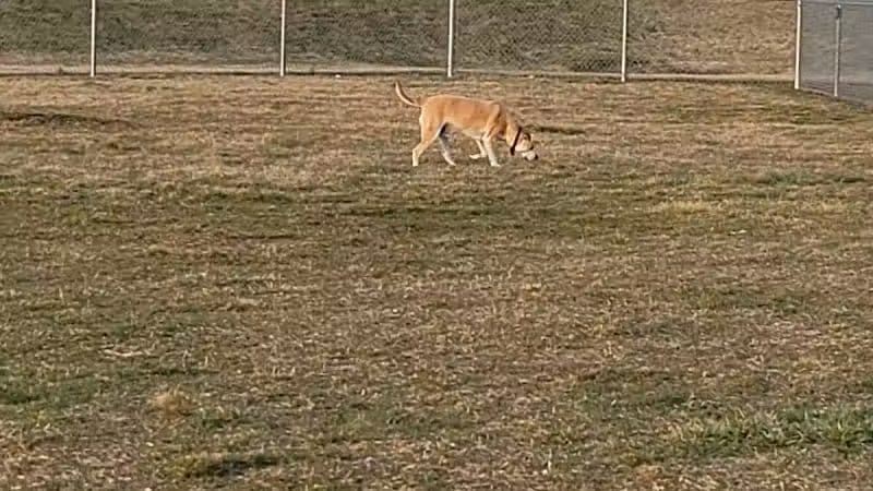 New Bremen Dog Park - New Bremen, OH