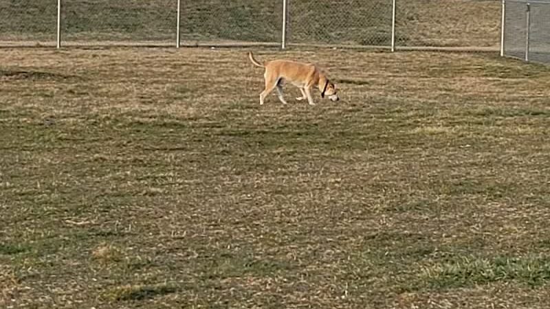 New Bremen Dog Park - New Bremen, OH