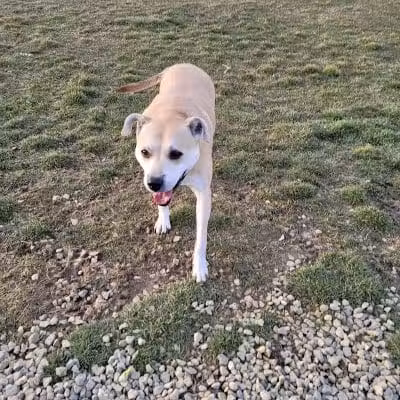 New Bremen Dog Park - New Bremen, OH