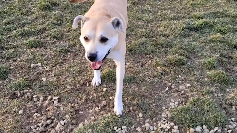 New Bremen Dog Park - New Bremen, OH