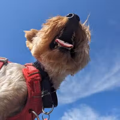 New Bremen Dog Park - New Bremen, OH