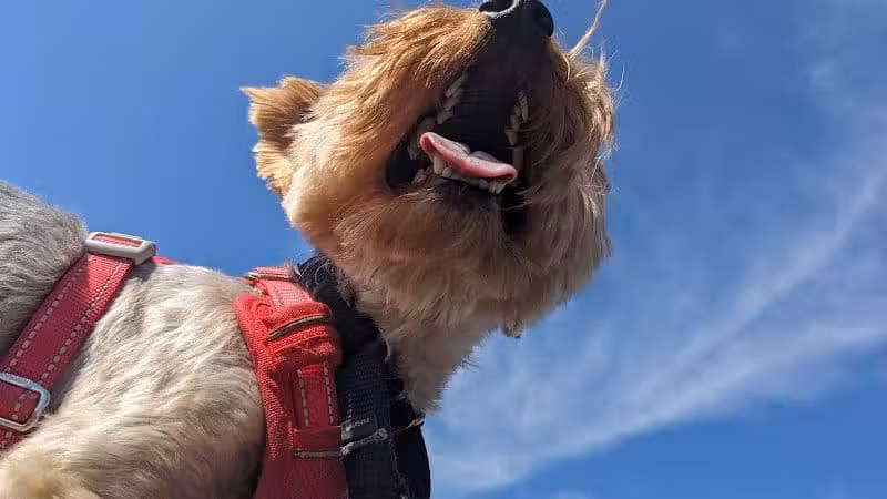 New Bremen Dog Park - New Bremen, OH