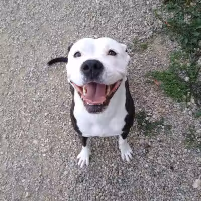 Country Lane Kennel - New Carlisle, OH