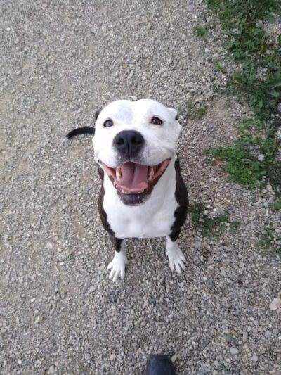 Country Lane Kennel - New Carlisle, OH