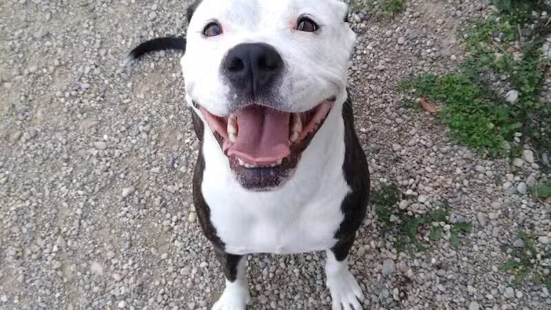 Country Lane Kennel - New Carlisle, OH