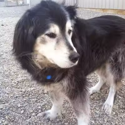 Country Lane Kennel - New Carlisle, OH