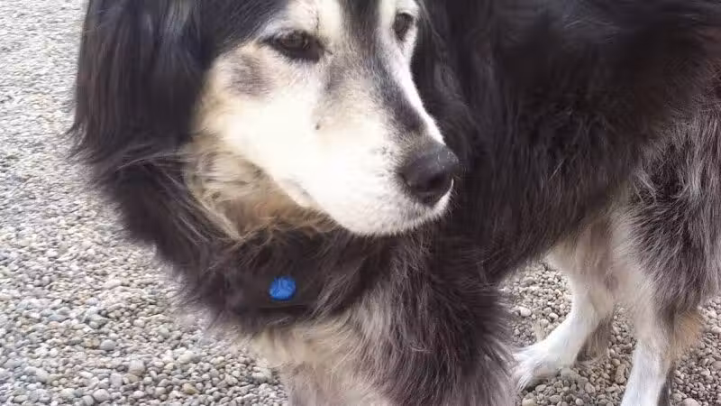 Country Lane Kennel - New Carlisle, OH